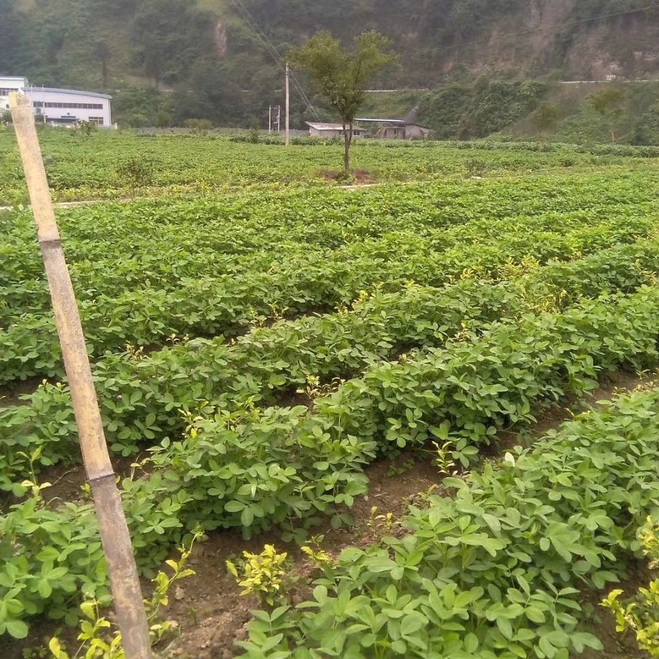 2023年新花生恩施土家红皮花生带壳生花生新鲜晒干两粒花生-图0