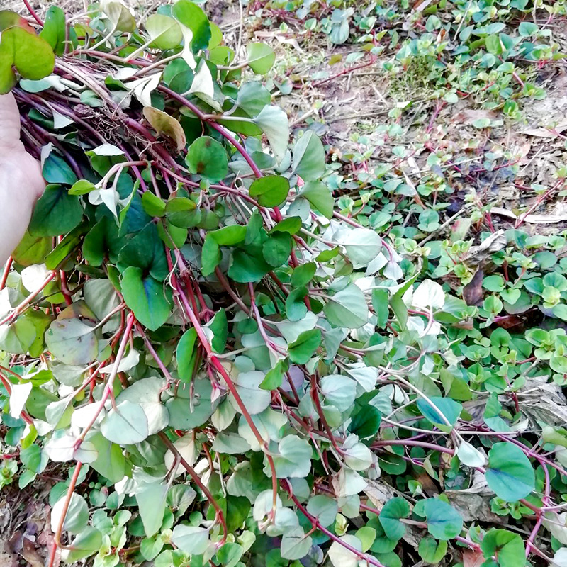 野生新鲜金钱草干片大叶小叶鸡内金石清茶草药中药材500g - 图2