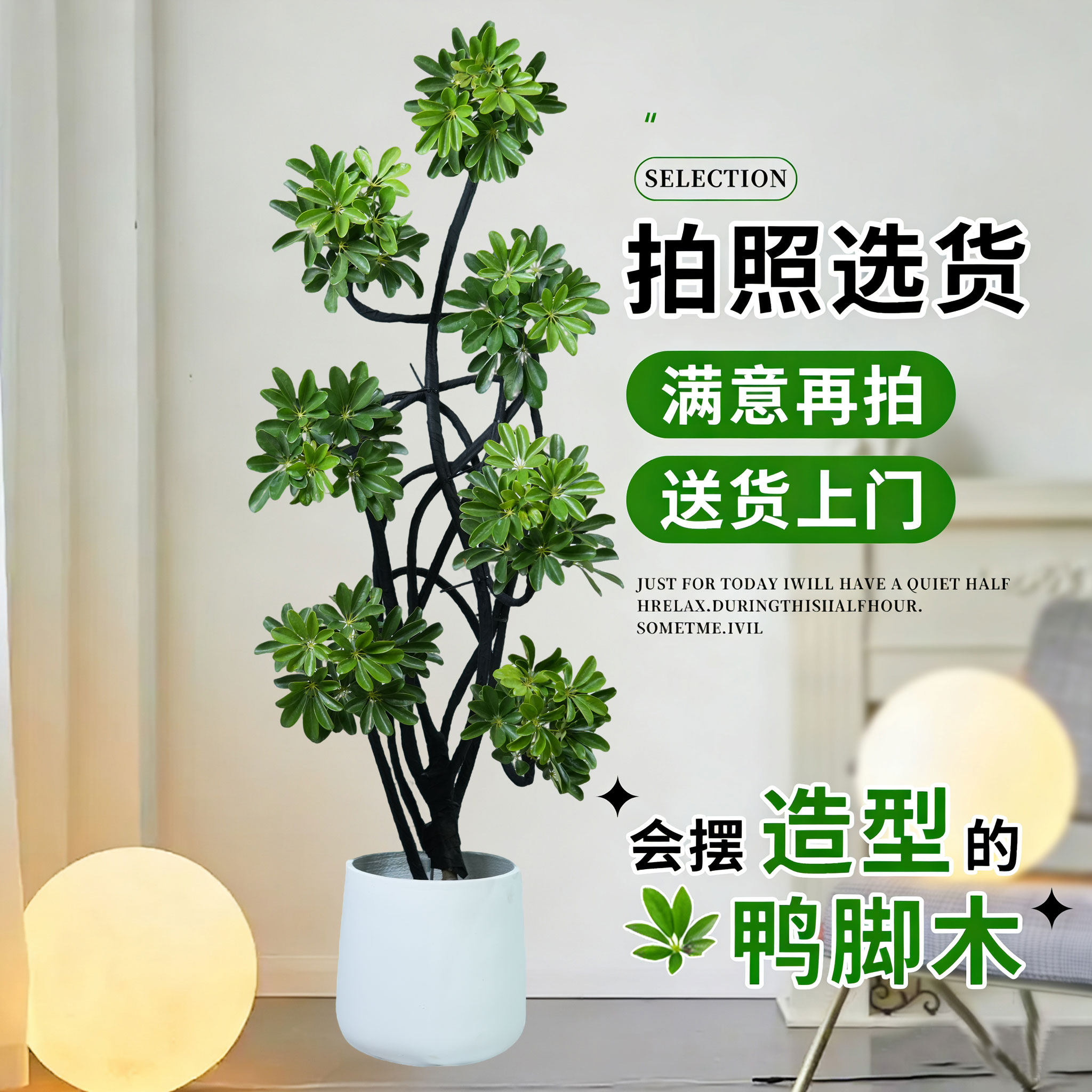 造型鸭脚木客厅大盆栽鸭掌木鹅掌柴室内乔迁绿植植物大型落地四季,淘宝优惠券,粉丝福利购,淘宝优惠卷