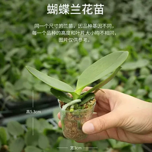1.7寸蝴蝶兰花苗盆栽兰花大苗客厅室内植物花卉四季好养活 - 图0