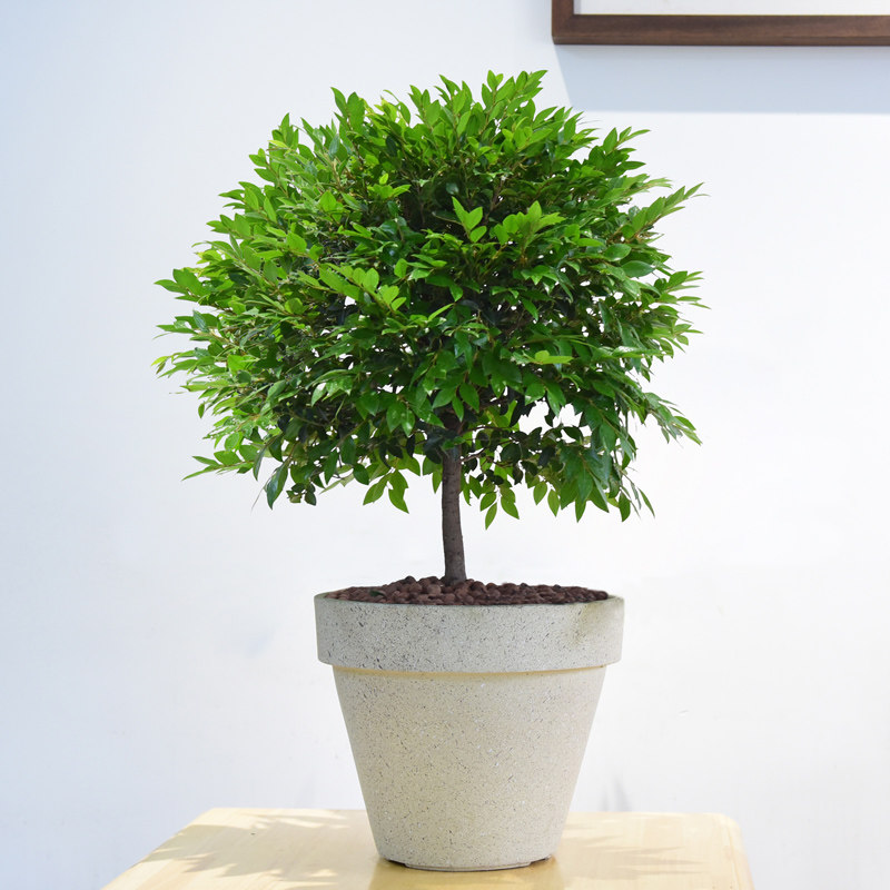 小叶紫檀盆栽黑骨茶棒棒糖造型植物球形盆景四季常青客厅室内绿植