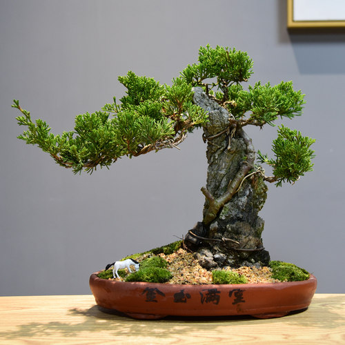 真松柏附石悬崖式盆景造景盆栽植物室内客厅四季常青桌面绿植摆件 - 图0