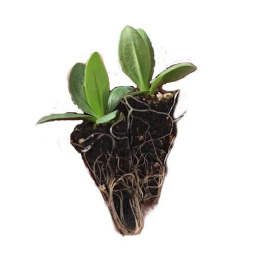 重瓣洋桔梗小苗多年生易活阳台庭院易种植原土发货盆栽花卉云南发 - 图3