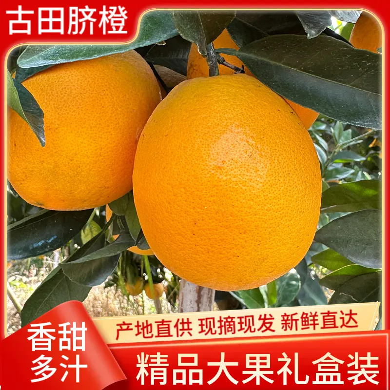 正宗福建古田三保脐橙当季孕妇新鲜水果橙子现摘精品10斤礼盒装,淘宝优惠券,粉丝福利购,淘宝优惠卷