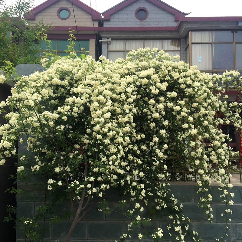 黄木香花苗爬藤植物浓香四季红木香蔷薇花卉庭院攀援白木香大苗-图2