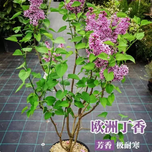 丛生丁香花树苗盆栽别墅风景树浓香四季花卉耐寒植物欧洲丁香花苗 - 图0