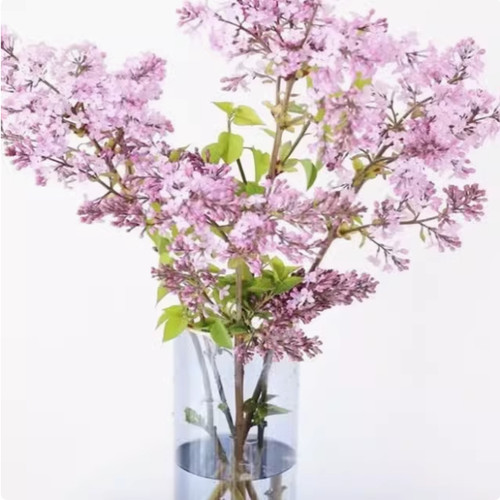 丛生丁香花树苗盆栽别墅风景树浓香四季花卉耐寒植物欧洲丁香花苗 - 图3