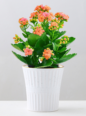 花盆陶瓷带托盘北欧简约轻奢高级感客厅绿植特大号蝴蝶兰专用花盆