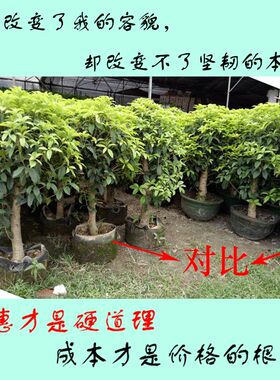 美植袋批发加厚无纺布种植袋