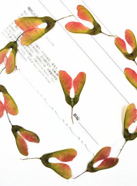 槭树果干花DIY材料054