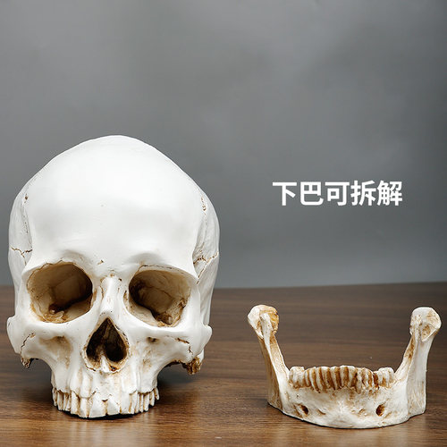 树脂仿真石膏头骨像美术素描骷髅头模型1比1教具人物写生静物 - 图0