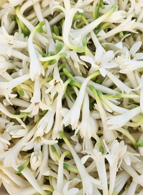 茉莉桂花黄角白兰花单方精油