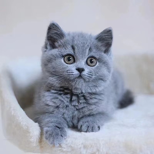 英短蓝猫幼猫布偶猫幼猫加菲猫幼崽美短虎斑猫蓝白英短金银渐层
