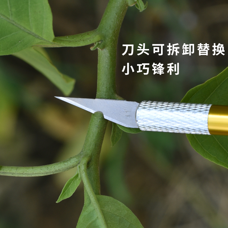 多肉植物砍头刀嫁接刀扦插多肉工具十二卷分株专用水仙雕刻刀园艺 - 图0