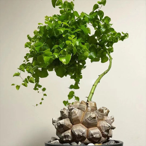 南非龟甲龙墨西哥龟甲龙 籽播实生稀有块根多肉植物 带盆土包邮 - 图1