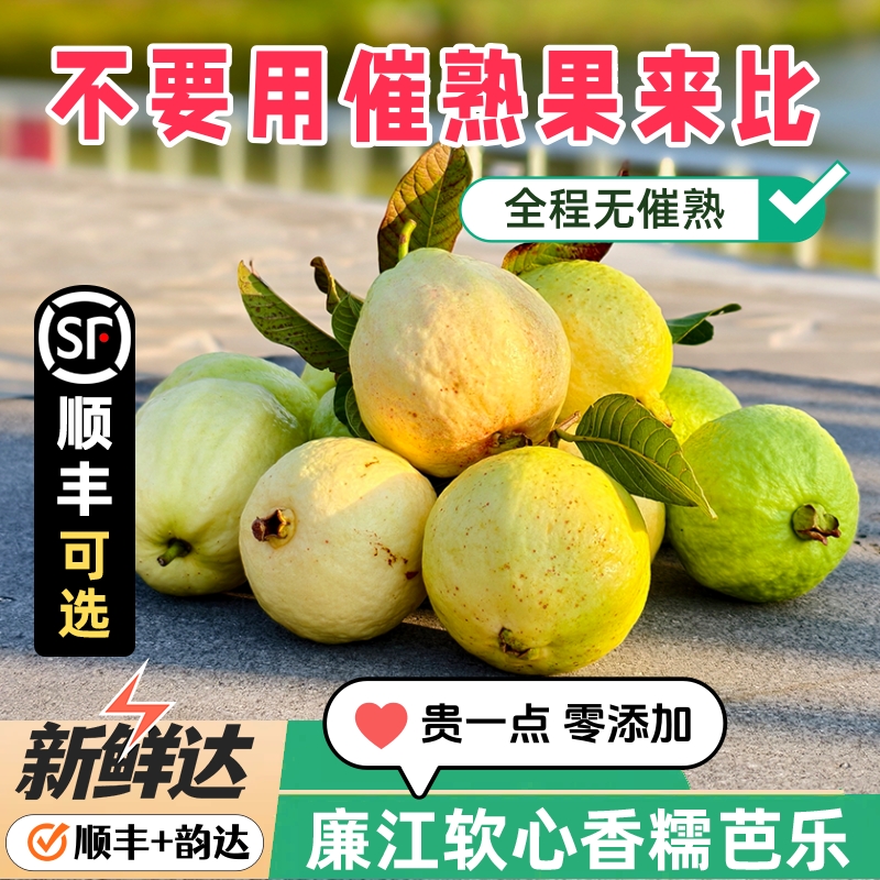 广东奶油芭乐软糯清香 不催熟 新鲜水果 白心软番石榴 软心鸡屎果 - 图1