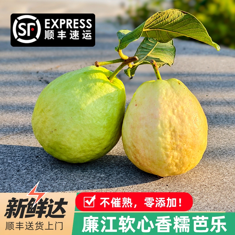 广东奶油芭乐软糯清香 不催熟 新鲜水果 白心软番石榴 软心鸡屎果 - 图2