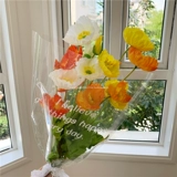 Маленькая Дейзи Тульпа Роза Роуз