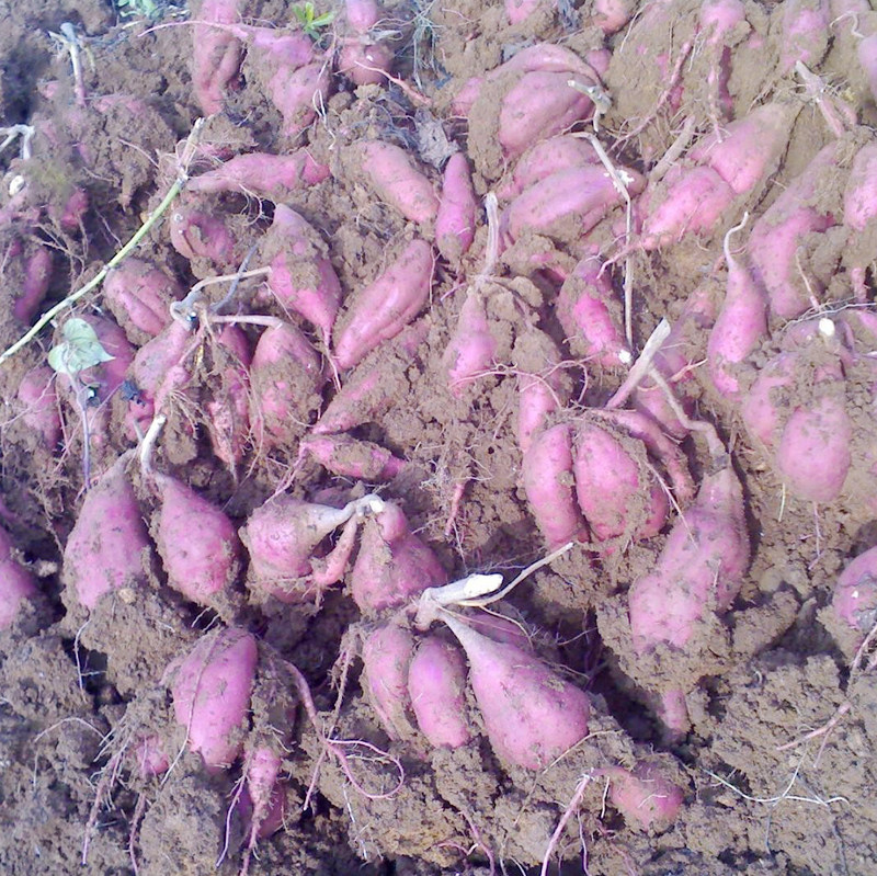 5斤沙地紫心番薯农家自种 轻果乐番薯