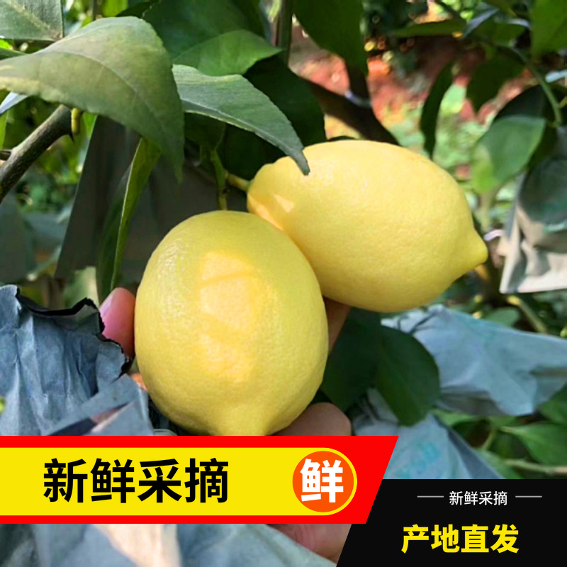 柠乡人旗舰店【柠乡人】安岳黄柠檬25个装单果60-90克独立包装皮薄多汁0