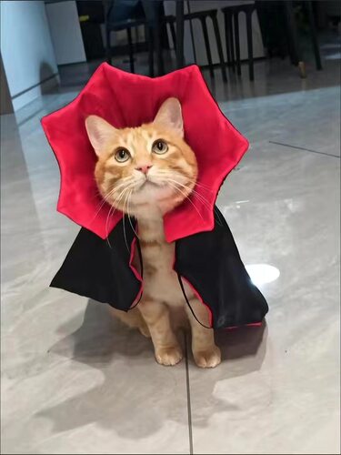 宠物万圣节披风 猫咪狗狗血族王变装衣服 贵宾比熊雪纳瑞博美斗篷 - 图1