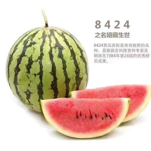 嫁接西瓜苗8424麒麟瓜南方四季种植瓜苗阳台盆栽大棚爬藤秧苗种子 - 图3