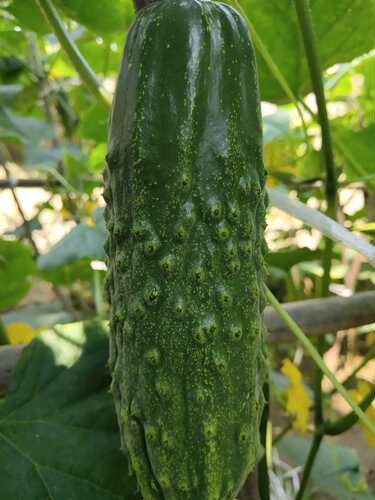 宏达种业早熟小老蚧大老蚧黄瓜种子口感好四季种植采摘约200天 - 图0