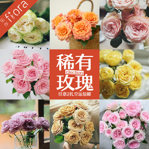 浪漫至上|稀有玫瑰花鲜花云南直发可爱瓷 奥斯汀任意2扎顺丰包邮 - 图1