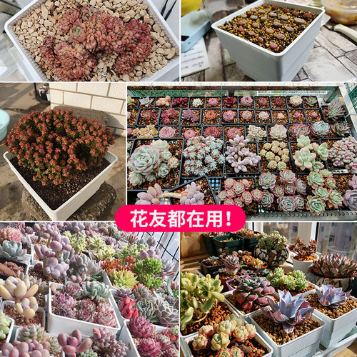 美莳大口径塑料控根多肉花盆肉肉盆景拼盘专用大号透气花盆带托盘 - 图0