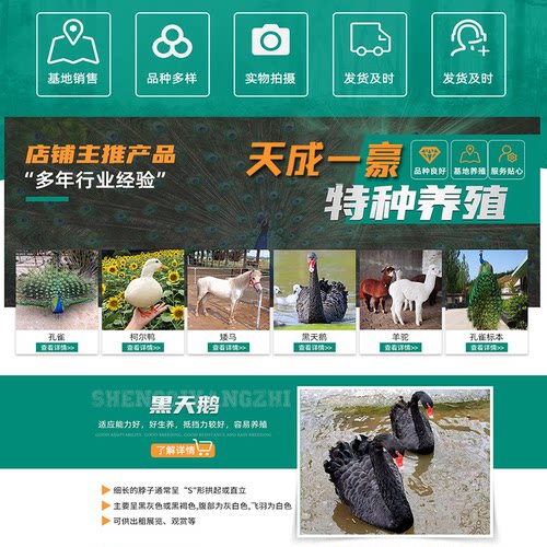 观赏黑天鹅活苗一对成年活体动物活物白色展览天鹅幼崽景区池塘用 - 图0