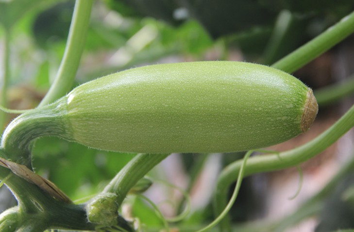 西葫芦新鲜蔬菜西葫芦三月瓜茭瓜番瓜小瓜菜瓜荨瓜熏瓜精选包邮-图0