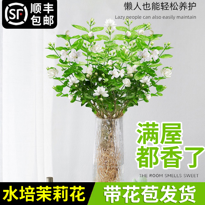 茉莉花水培植物盆栽苗室内办公桌水养懒人鲜花绿植四季好养切花卉