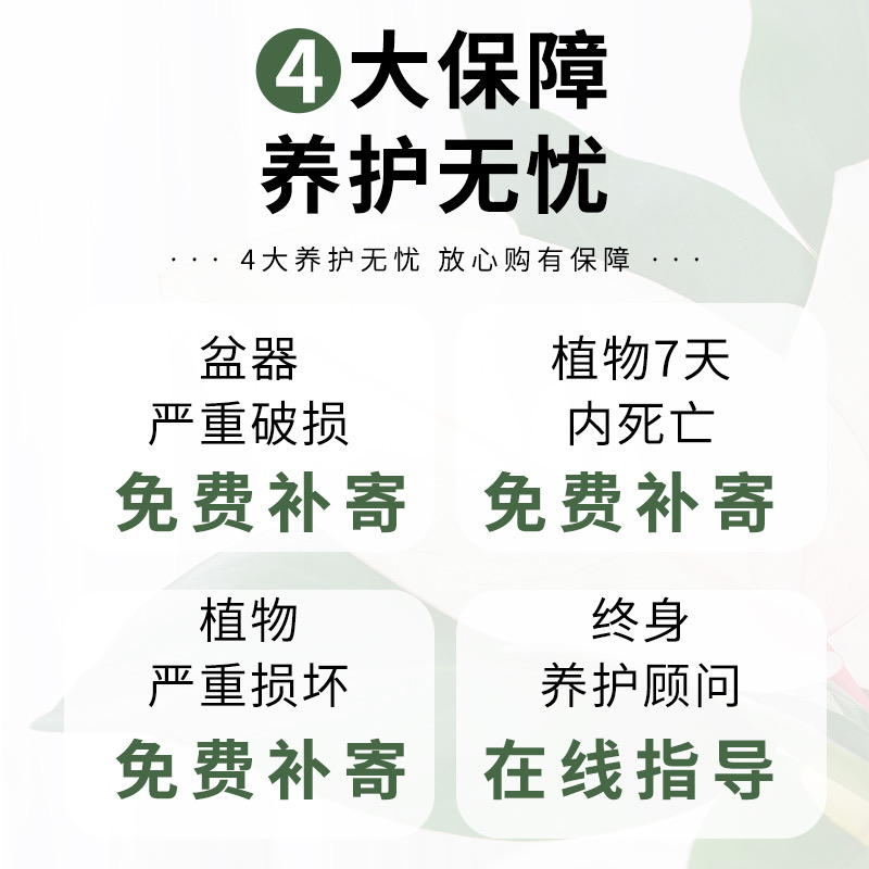 桂花树苗盆栽可食用金桂四季桂开花不断室内外阳台庭院浓香型花卉 - 图3