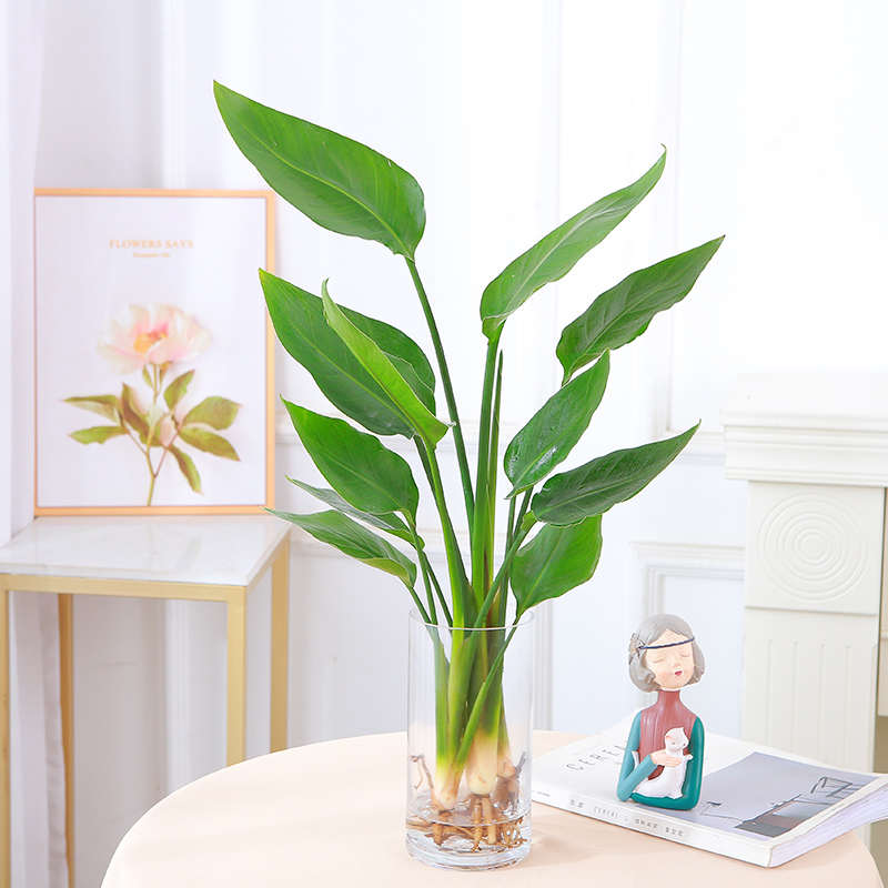 水培桌面天堂鸟盆栽四季常青植物室内大叶水养耐阴客厅绿植吸甲醛