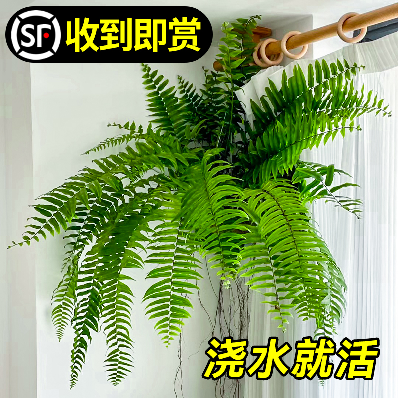 霸王蕨类植物盆栽垂吊盆悬挂式波士顿蕨肾蕨室内造景阳台客厅绿植 - 图1