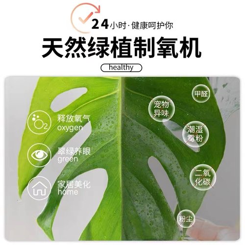 水培植物龟背竹盆栽老桩净化空气春羽大叶室内观叶绿植耐阴常青 - 图1