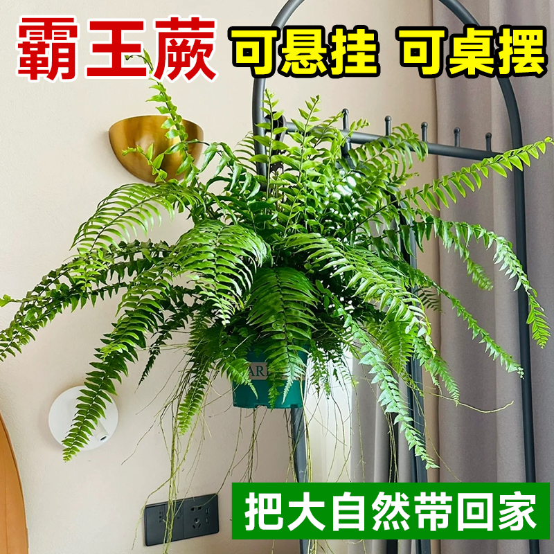 霸王蕨类植物盆栽垂吊盆悬挂式波士顿蕨肾蕨室内造景阳台客厅绿植 - 图3