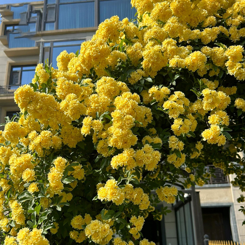 白木香花苗爬藤植物四季开花黄红木香花树苗庭院耐寒种植花卉盆栽 - 图3