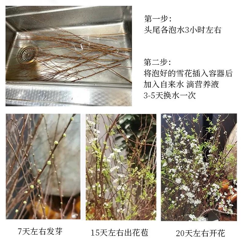 雪柳鲜枝带花苞干支纯水培植物室内好养花卉绿植盆栽桌面水养龙柳,淘宝优惠券,粉丝福利购,淘宝优惠卷