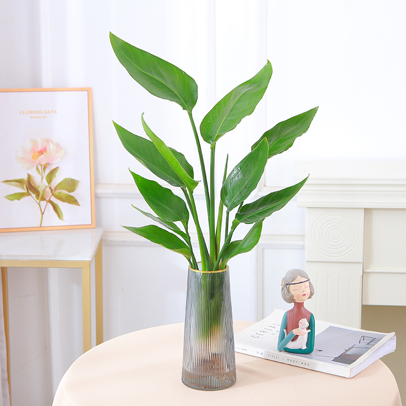水培桌面天堂鸟盆栽四季常青植物室内大叶水养耐阴客厅绿植吸甲醛