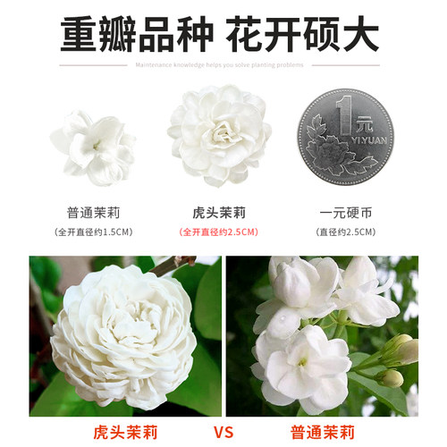 虎头茉莉花苗盆栽室内客厅重瓣老桩浓香九里栀子提神开花卉绿植物 - 图0