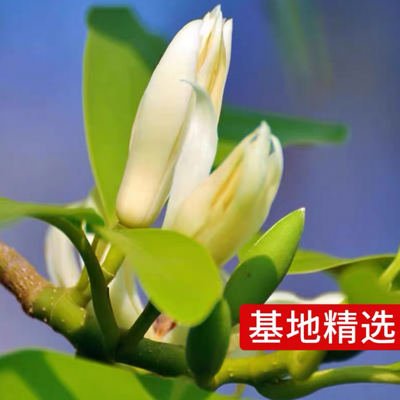 白兰花盆栽玉兰花树苗带花苞黄兰阳台庭院浓香型花卉四季开花植物-图1