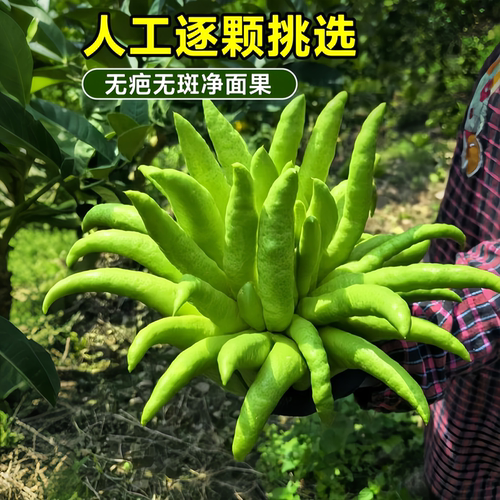佛手柑鲜果摆件水培闻香食用清贡金华云南新鲜香橼瓜特大桌面绿植 - 图1