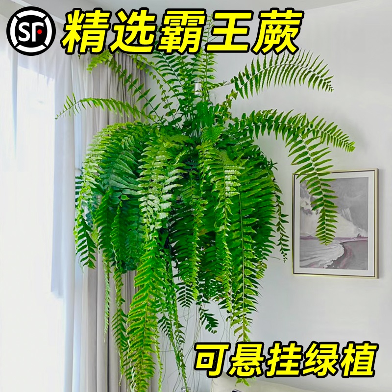 霸王蕨类植物盆栽垂吊盆悬挂式波士顿蕨肾蕨室内造景阳台客厅绿植 - 图2