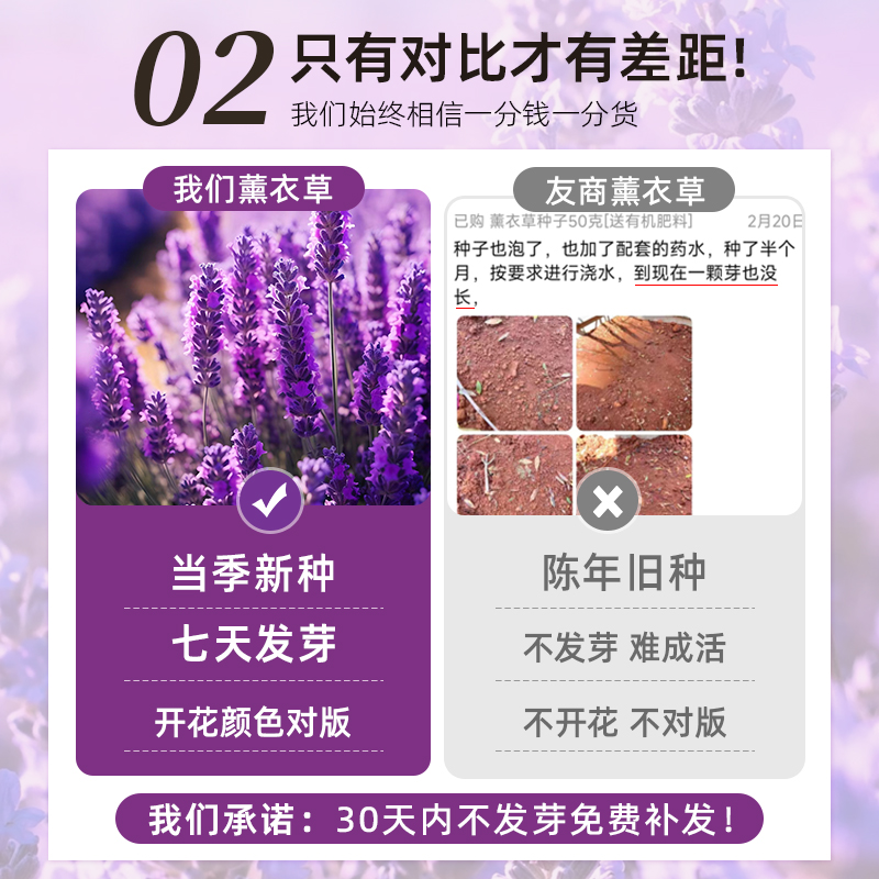 【四季播种遇土就活每年都能开花】不仅香味四溢还能驱蚊驱虫！ - 图0