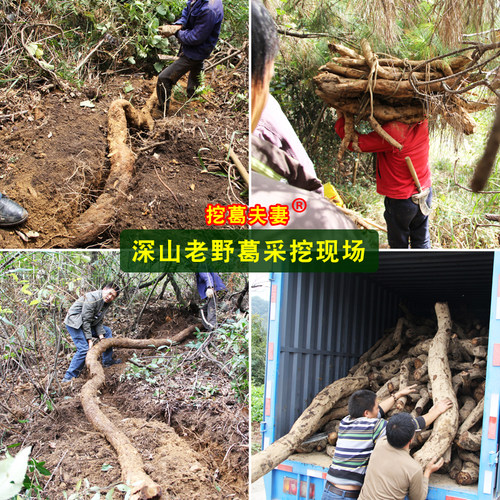 挖葛夫妻野生葛根粉天然葛粉张家界特产农家柴葛粉正品旗舰店 - 图0