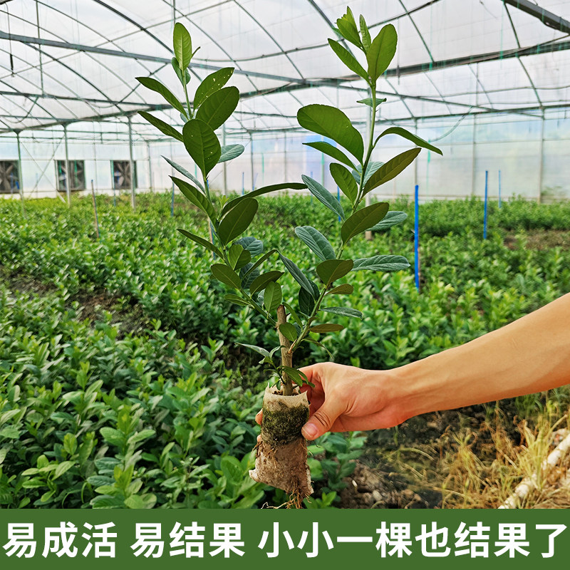 正宗广东香水柠檬树苗盆栽无籽果树百香果幼苗盆栽四季结果可食用,淘宝优惠券,粉丝福利购,淘宝优惠卷