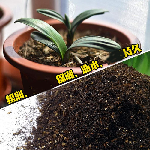 腐熟松针腐殖土兰花多肉营养土养花专用种菜土壤通用型腐叶种植土 - 图1