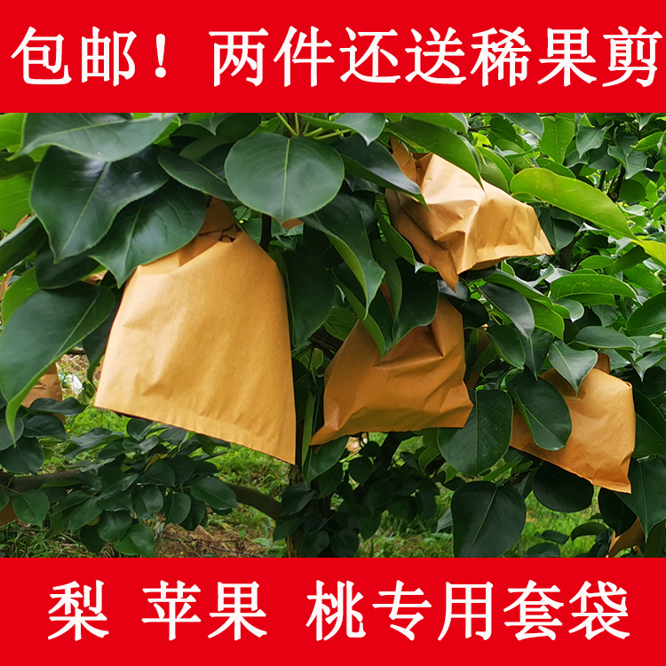 梨专用套袋苹果桃水果套袋果树防虫黄金梨晚秋黄梨耐用防水防鸟袋 - 图0