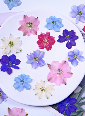 飞燕花千鸟花天然标本幼儿园diy